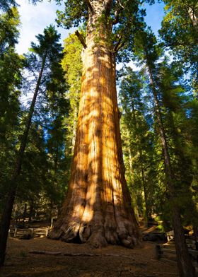 Sequoia