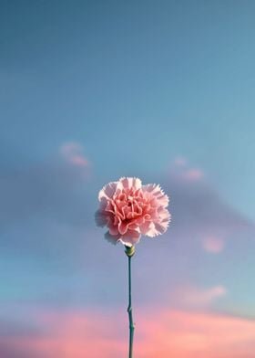 Minimal Flower Carnation