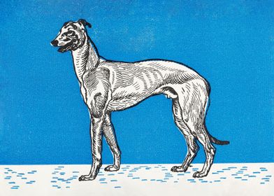 Greyhound