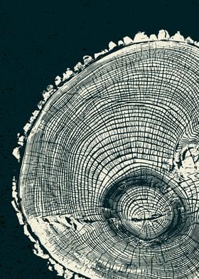 georgia pine tree ring