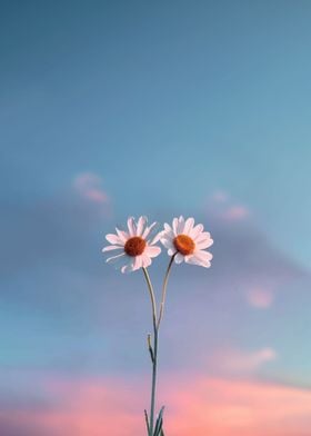 Minimalist Flowers Daisy