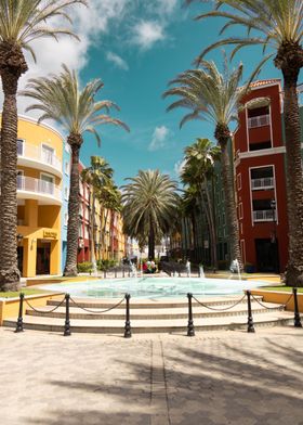 Large Palm Tree in Curacao