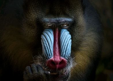 Mandrill