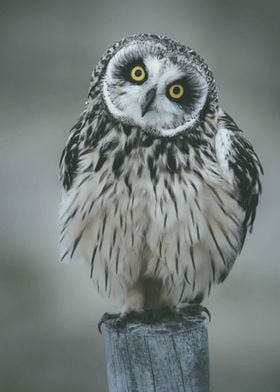 Short eared owl