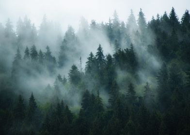 Misty Forest