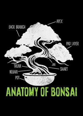 Funny Bonsai Tree Japanese