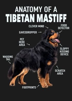 Tibetan mastiff