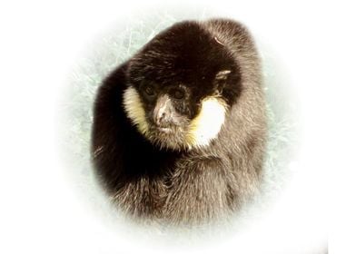 Gibbon portrait