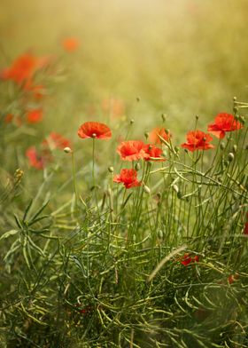 Red poppy flowers in lea