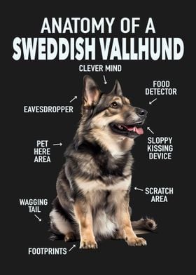 Sweddish vallhund