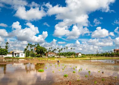 Beauty of Rice Planting