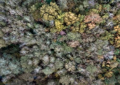 Tree tops in Autumn