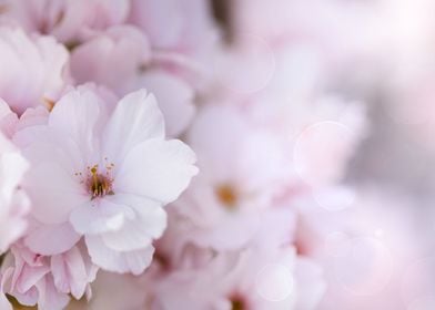 Pink spring cherry blossom