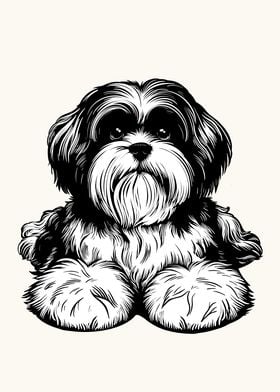 Lhasa Apso