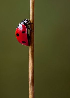 Ladybug on dried steam