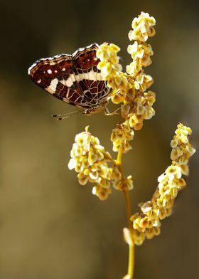 Araschnia levana butterfly