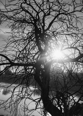 Tree black and white sun