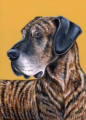 Brindle Great Dane Dog