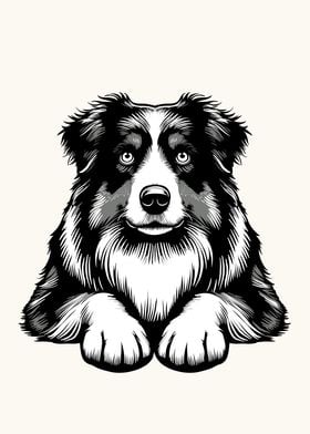 Australian Shepherd