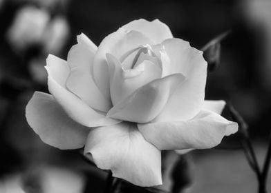 Rose black and white