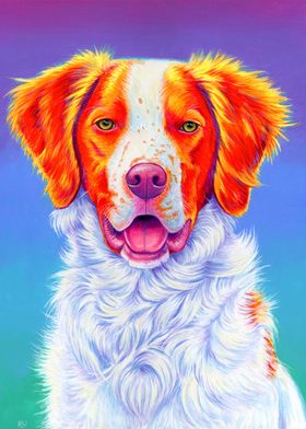 Brittany Spaniel Dog