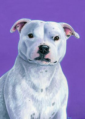 White Pit Bull Dog