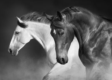 Black and White Horses