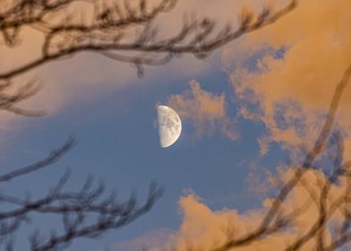 Moon in branches