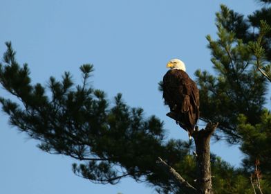 Bald eagle