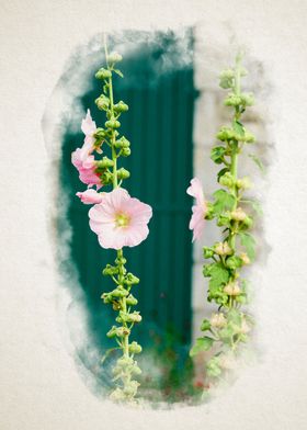 Closeup of a Hollyhock