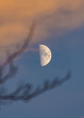 Moon in branches