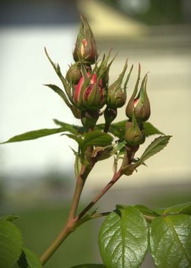 Rose bush