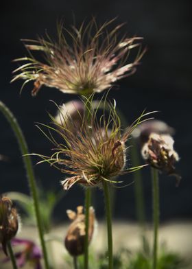 Pulsatilla flower