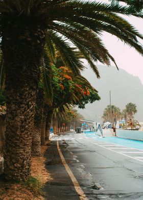 Tropical Street View