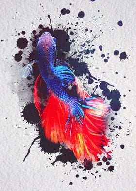 Fighting Fish in Splatter