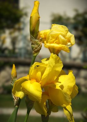 Yellow Iris