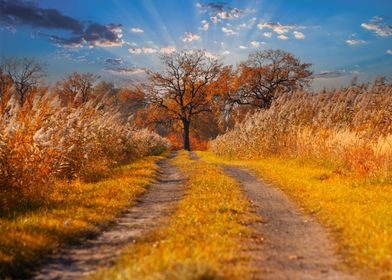 Autumn road in the fields