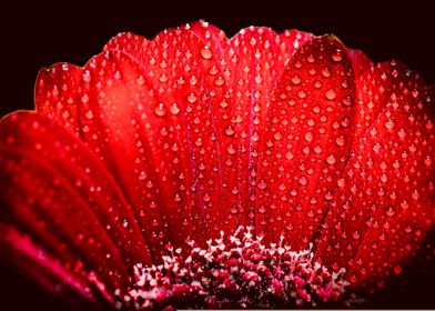 Red Gerbera On Black 