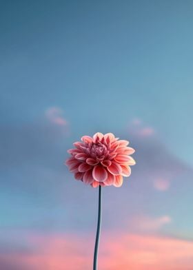 Minimalist Dahlia Flower