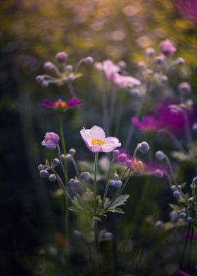 Pink anemone summer flower