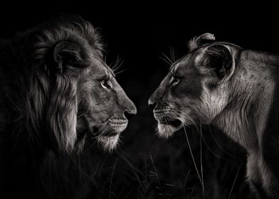 Lion Loves black white 