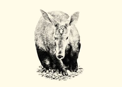 Aardvark