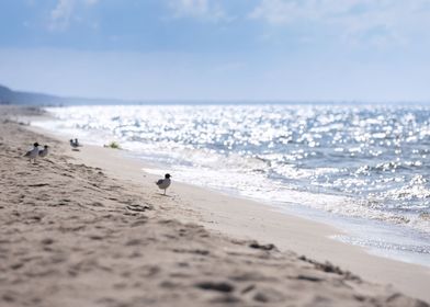 Seagulls on shore of sea