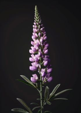 Elegant Veronica Flower