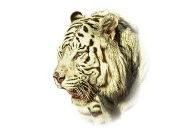 White tiger