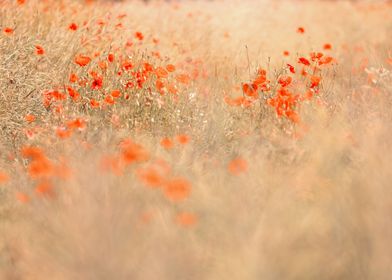 Poppy flowers in meadow