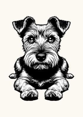 The Norfolk Terrier