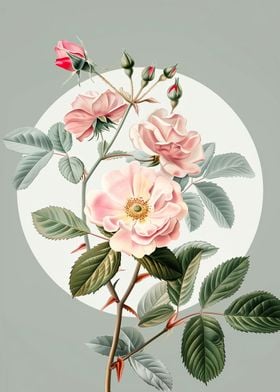 Shining Rosa Lucida Flower
