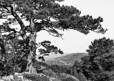 Tree black and white calm