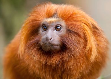 Golden Lion Tamarin